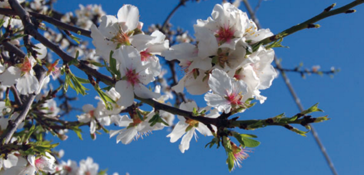 Destination Sicily DMCSicily dmc incentives Agrigento almond blossom